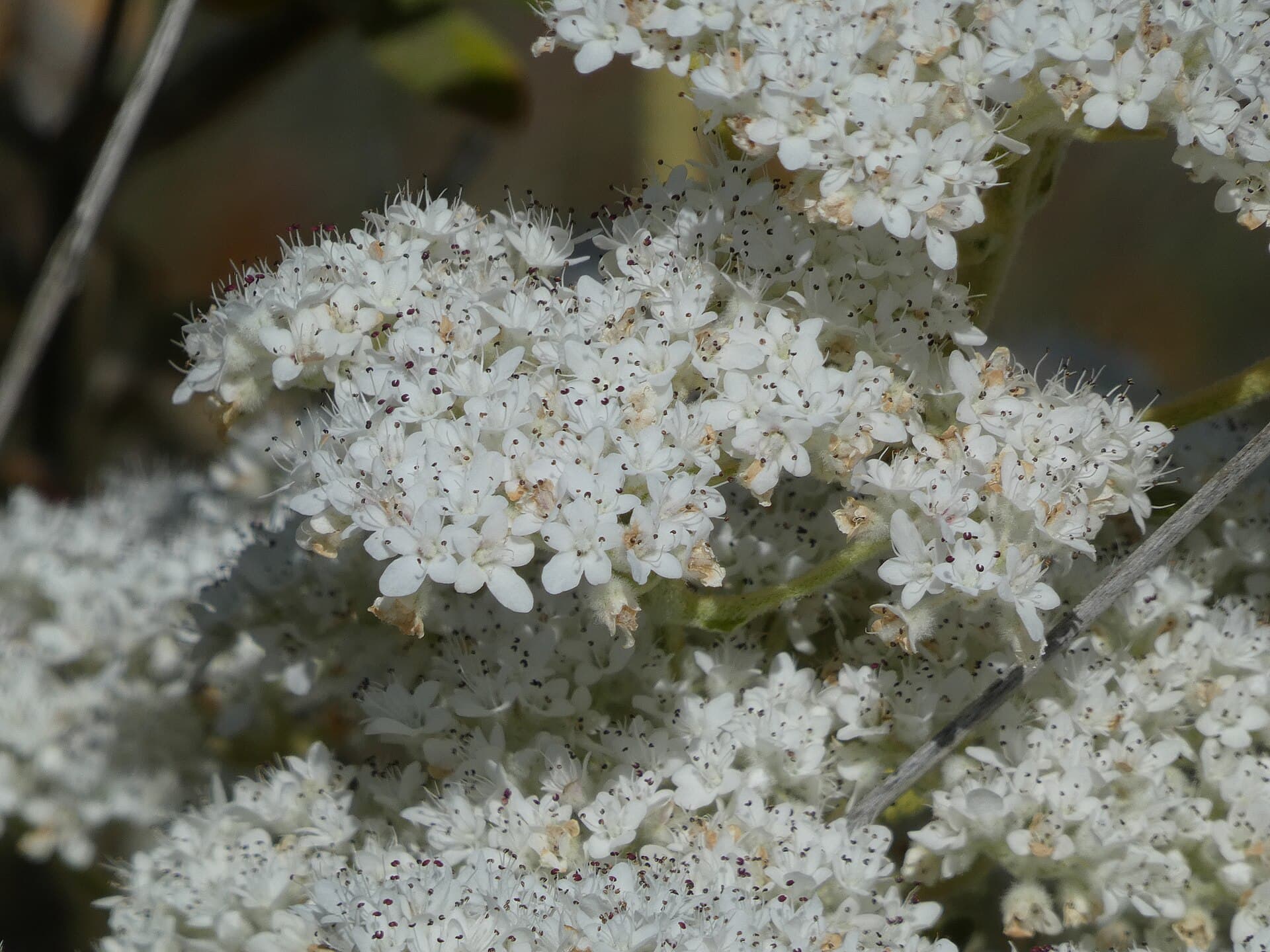 Close detail of native flora in Kalbarri National Park