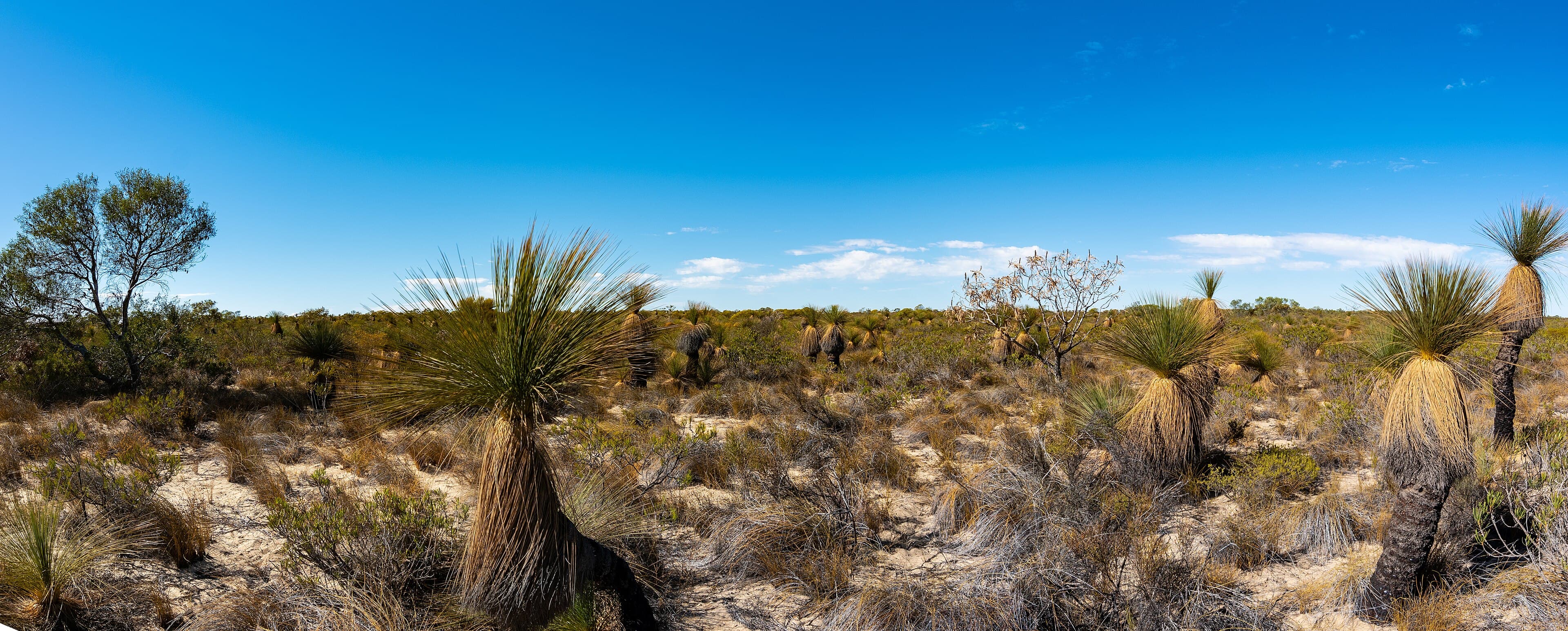 Grass trees across a Kalbarri National Park sandplain